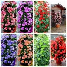 Flower Seeds, Seeds,Seeds For Planting,Plant Seeds