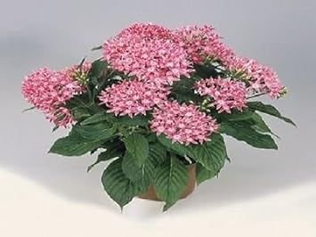 Flower Seeds, Seeds,Seeds For Planting,Plant Seeds