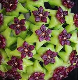 Flower Seeds, Seeds,Seeds For Planting,Plant Seeds