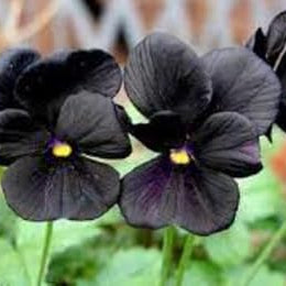 Flower Seeds, Seeds,Seeds For Planting,Plant Seeds