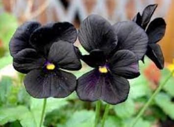 Flower Seeds, Seeds,Seeds For Planting,Plant Seeds