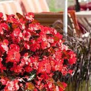 Flower Seeds, Seeds,Seeds For Planting,Plant Seeds