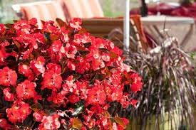Flower Seeds, Seeds,Seeds For Planting,Plant Seeds