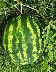Fruit Seeds,Garden seeds, Seeds For Planting,Plant Seeds