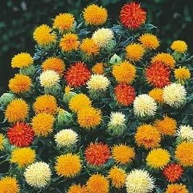 Mixed Carthamus Flower Seeds for Planting – Vibrant Safflower Varieties for Garden & Landscaping