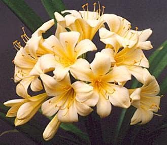 Flower Seeds, Seeds,Seeds For Planting,Plant Seeds