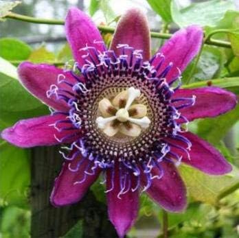 Flower Seeds, Seeds,Seeds For Planting,Plant Seeds