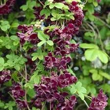 Flower Seeds, Seeds,Seeds For Planting,Plant Seeds