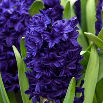 Flower Seeds, Seeds,Seeds For Planting,Plant Seeds