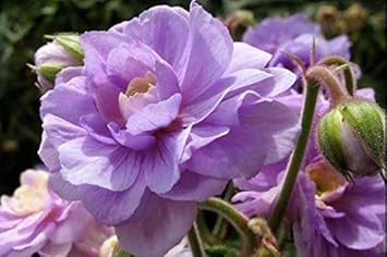 Flower Seeds, Seeds,Seeds For Planting,Plant Seeds