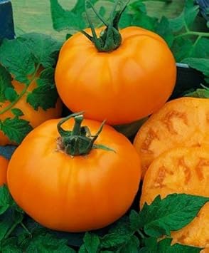Vegetable Seeds,Garden seeds, Seeds For Planting,Plant Seeds