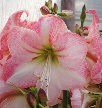 Flower Seeds, Seeds,Seeds For Planting,Plant Seeds