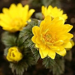 Flower Seeds, Seeds,Seeds For Planting,Plant Seeds