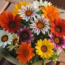 Flower Seeds, Seeds,Seeds For Planting,Plant Seeds