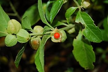 Flower Seeds, Seeds,Seeds For Planting,Plant Seeds