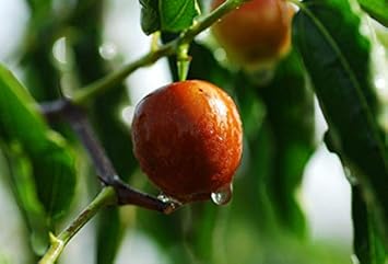 Fruit Seeds,Garden seeds, Seeds For Planting,Plant Seeds