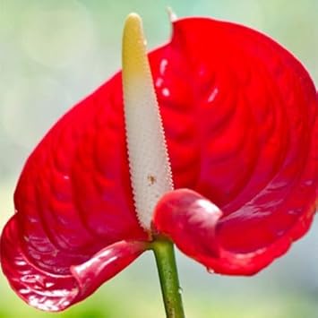 Flower Seeds, Seeds,Seeds For Planting,Plant Seeds