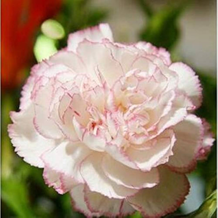 Flower Seeds, Seeds,Seeds For Planting,Plant Seeds