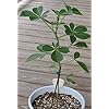 Adansonia Gregorii Seeds for Planting – Shade-Tolerant Heirloom, Non-GMO Organic Garden Seeds