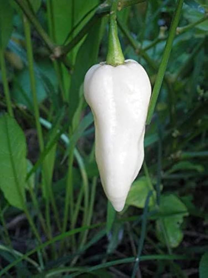 White Bhut Jolokia Pepper Seeds – Heirloom Non-GMO Extra Hot Ghost Chili Seeds for Planting, Organic Garden Seeds, High Germination