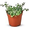 Peperomia Prostrata Seeds for Planting - Heirloom, Non-GMO, High Germination, Organic Garden Seeds