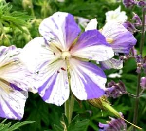 Flower Seeds, Seeds,Seeds For Planting,Plant Seeds