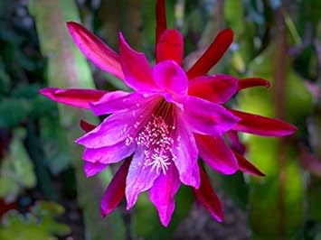 Flower Seeds, Seeds,Seeds For Planting,Plant Seeds