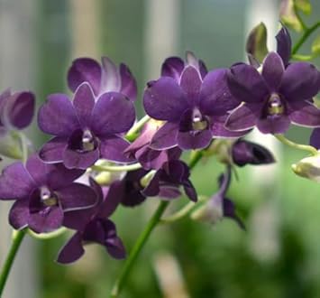 Flower Seeds, Seeds,Seeds For Planting,Plant Seeds