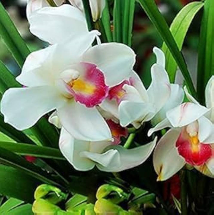 White Purple Phalaenopsis Orchid Flower Seeds for Planting – Heirloom, Non-GMO, High Germination Organic Garden Seeds