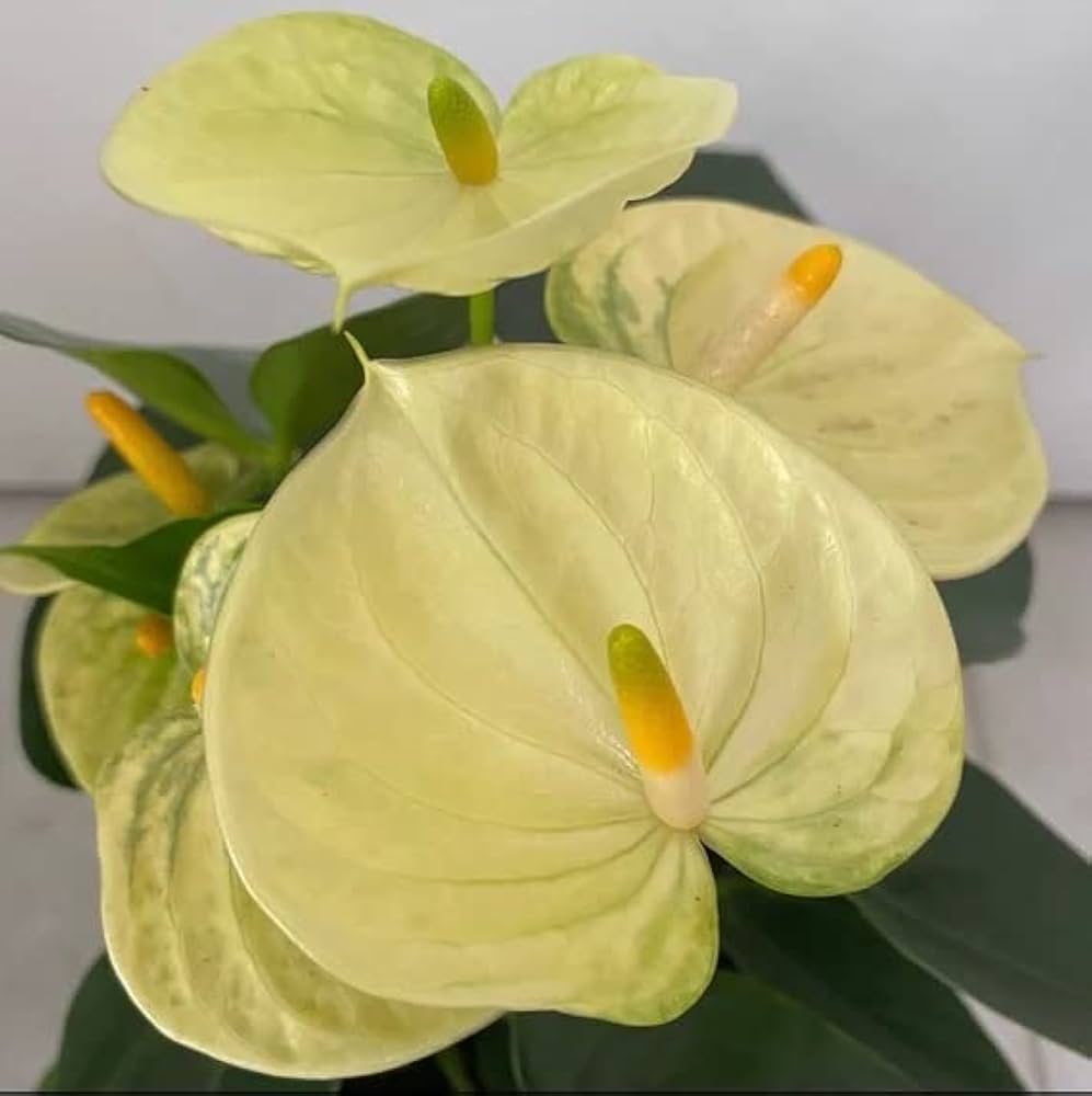 Light Yellow Anthurium Linden Flower Seeds for Planting – Heirloom, Non-GMO, High Germination Seeds