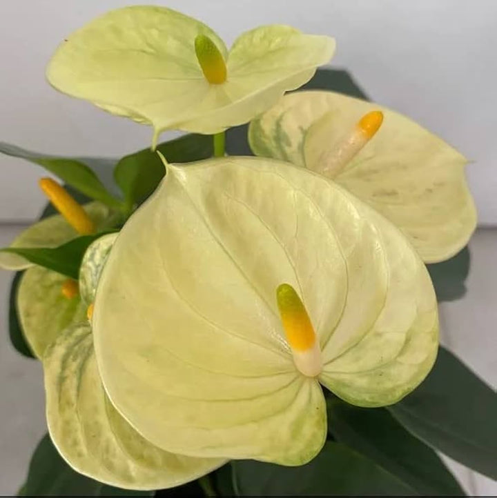 Light Yellow Anthurium Linden Flower Seeds for Planting – Heirloom, Non-GMO, High Germination Seeds