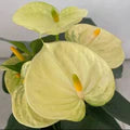 Light Yellow Anthurium Flower Seeds for Planting – Heirloom, Non-GMO Sun-Loving Organic Garden Seeds