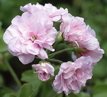 Flower Seeds, Seeds,Seeds For Planting,Plant Seeds