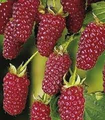 Fruit Seeds,Garden seeds, Seeds For Planting,Plant Seeds
