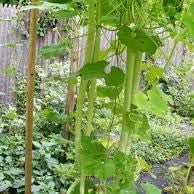 Vegetable Seeds,Garden seeds, Seeds For Planting,Plant Seeds