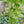 Vegetable Seeds,Garden seeds, Seeds For Planting,Plant Seeds