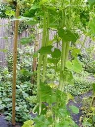 Vegetable Seeds,Garden seeds, Seeds For Planting,Plant Seeds