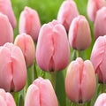 Pink Odorous Tulip Flower Seeds for Planting – Heirloom, Non-GMO, High Germination Organic Garden Seeds