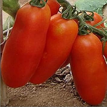 Vegetable Seeds,Garden seeds, Seeds For Planting,Plant Seeds