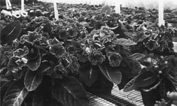 Flower Seeds, Seeds,Seeds For Planting,Plant Seeds