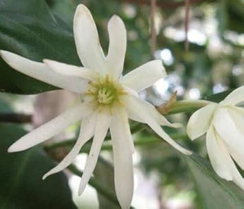 Illicium Verum Flower Seeds – Heirloom, Non-GMO, Compact Growth