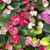 Flower Seeds, Seeds,Seeds For Planting,Plant Seeds