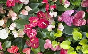 Flower Seeds, Seeds,Seeds For Planting,Plant Seeds