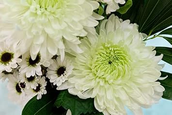 Flower Seeds, Seeds,Seeds For Planting,Plant Seeds
