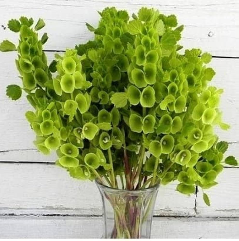 Shell Flower Seeds for Planting - Premium Quality, Heirloom, Non-GMO, High Germination Organic Garden Seeds