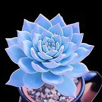 Flower Seeds, Seeds,Seeds For Planting,Plant Seeds