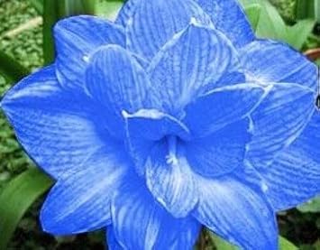 Flower Seeds, Seeds,Seeds For Planting,Plant Seeds