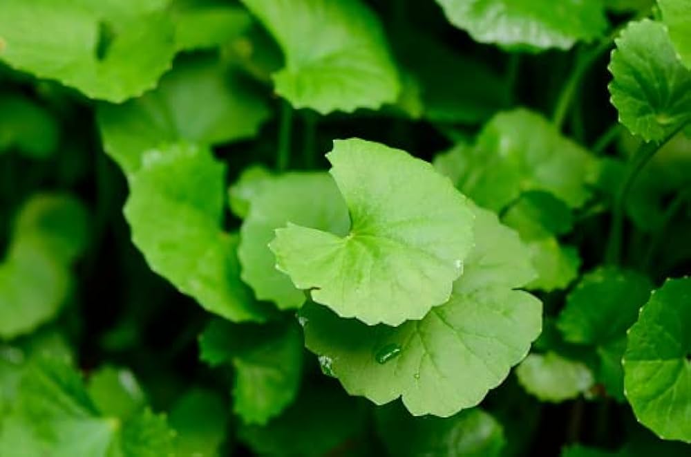 gotu kola plant seeds Gotu Kola (Centella asiatica) Seeds for Planting – Heirloom, Non-GMO M – Earthechoseeds