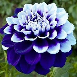 Flower Seeds, Seeds,Seeds For Planting,Plant Seeds