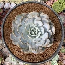 Flower Seeds, Seeds,Seeds For Planting,Plant Seeds